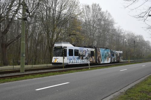 BN (Kusttram) met reclame van Pairi Daiza tussen  Adinkerke en De Panne.